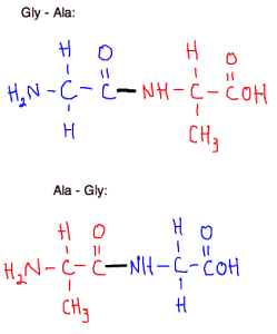 O - Amino Acids 2