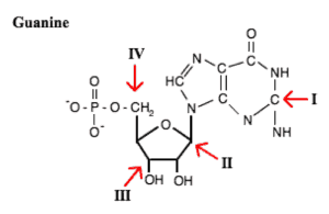 guanine molecule