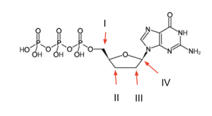 guanosine monophosphate molecule MCAT QOD