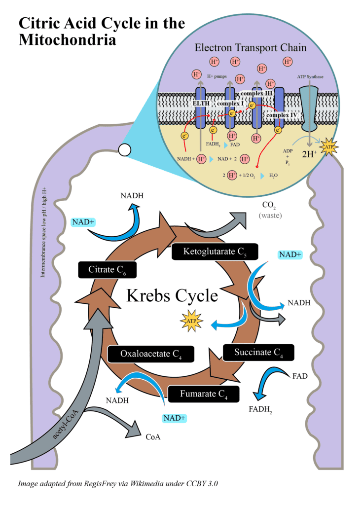 MCAT Krebs Cycle