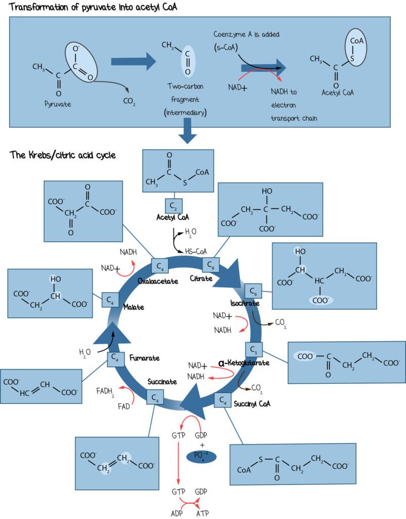 MCAT Krebs Cycle (Citric Acid Cycle)